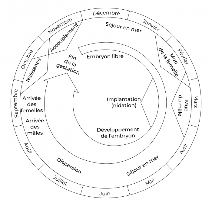 Le cycle de reproduction d'un éléphant de mer