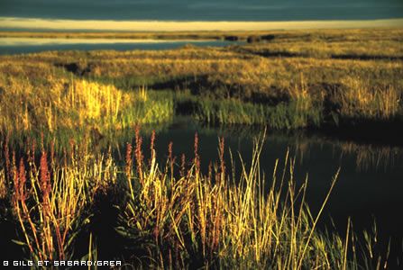 bf6b4cf4ba975ef530d46742ed8c92f93610d78e