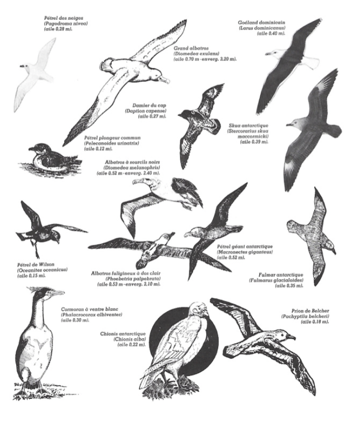 BIRDS OF THE AUSTRAL REGIONS - polarpod